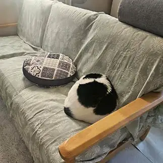 クッションすぎるネコ ももじろうさん