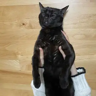 諦めすぎるネコ まーちゃんさん