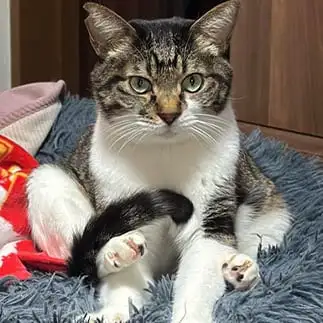 ストレッチしすぎるネコ とらまるさん