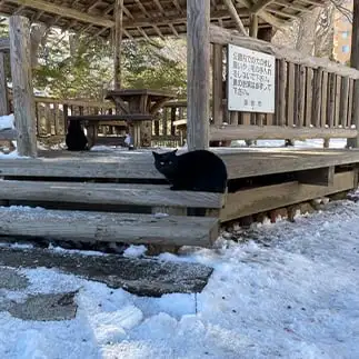 倍の視線を感じすぎるネコ　　ぴよえもんさん