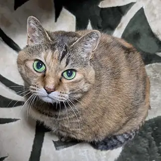 綺麗すぎるネコ　　二葉さん