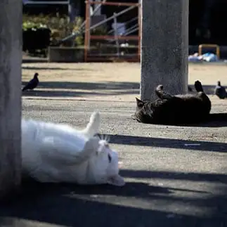 ブレイキングバトルすぎるネコ　　ネコネコハンターいけのさん