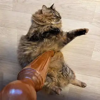 刺さりすぎるネコ　　かずももさん