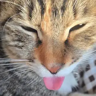 いくらなんでも舌が出すぎるネコ　　まくなこるさん