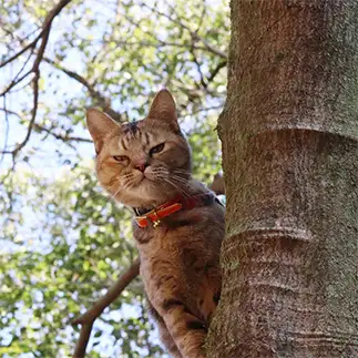 木の上から見下しすぎるネコ　　とらちさん