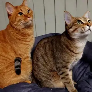 尻尾の瞬間移動マジックが見事すぎるネコ　　レオラニさん