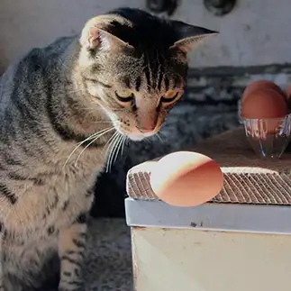 なんじゃコリャ　未確認飛行体に交信を試みすぎるネコ　　猫山油猫丸さん
