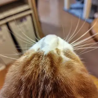 後光さす赤富士すぎるネコ　　こいけしきさん