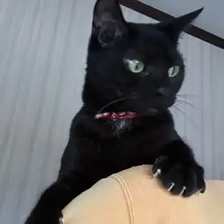 肩に乗りたがりすぎるネコ　　麗にゃんさん