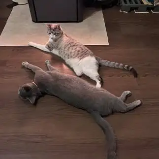 ストーブの前で寛ぎすぎるネコ　　麗にゃんさん