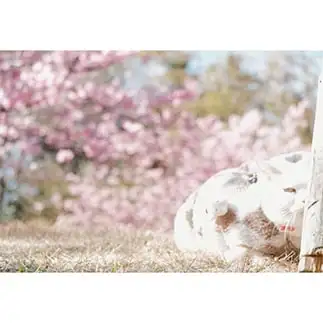 気になりすぎるネコ　　あきさん