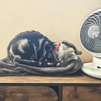 いろいろ考えることがあって‥悩み多きすぎるネコ　　小町ママさん