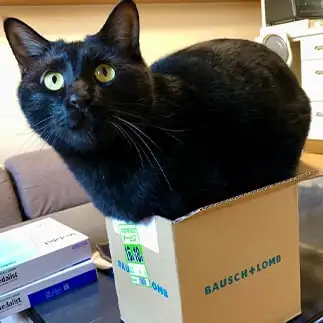 箱小さすぎるネコ　　まゆさん