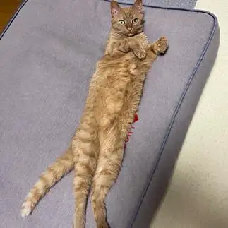 八頭身すぎるネコ　　さくら子さん