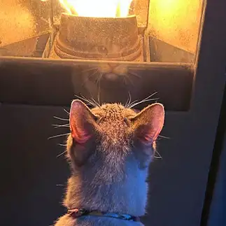 炎が気になりすぎるネコ　　麗にゃんさん