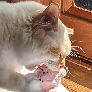 いただきまーすすぎるネコ　　にゃーさん