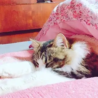 くつろぎすぎるネコ　　みたらしさん