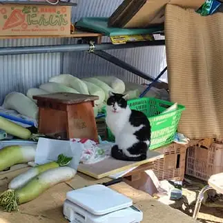大根役者すぎるネコ　　夢の旅人さん