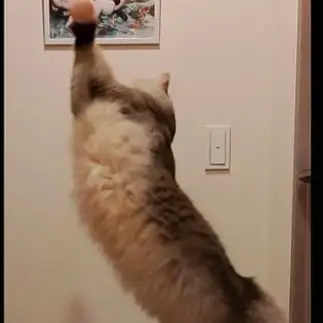 ボール遊びが全力すぎるネコ　　シオニャンさん