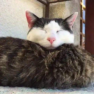 謎にトリッキーすぎるネコ　　タウタウさん