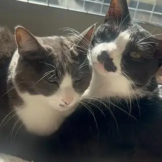 オレのネコには手を出すなすぎるネコ　　あやなんさん