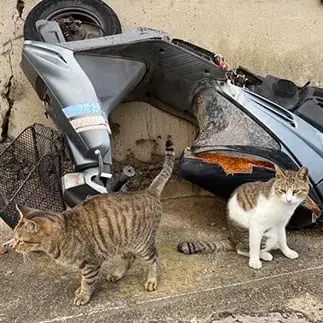 盗んだバイクでやらかしすぎるネコ　　ぴよえもんさん