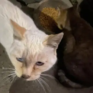 メンチ切りすぎるネコ　　ゆうさん