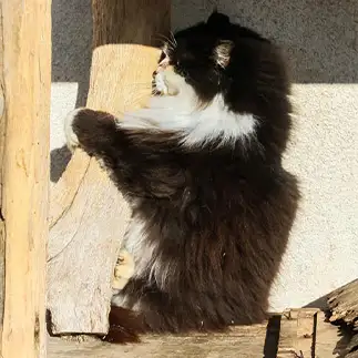 コアラすぎるネコ　　おいにゃんさん