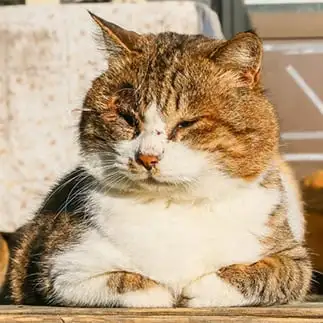 何でも悩み相談のおじさんすぎるネコ　　おいにゃんさん