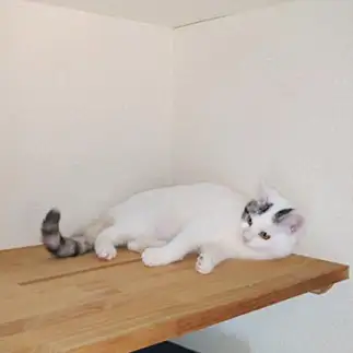 ８割方、会得した忍法隠れ身の術すぎるネコ　　西村　翼さん