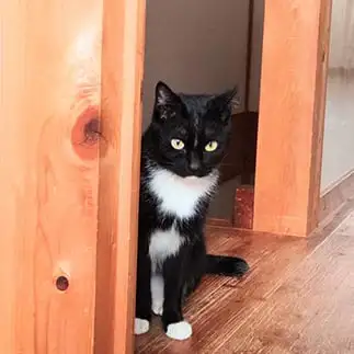 かくれんぼが下手すぎるネコ　　５６ｎｙａｎさん