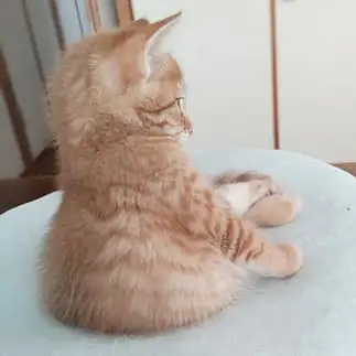 見返り美人すぎるネコ　　５６ｎｙａｎさん