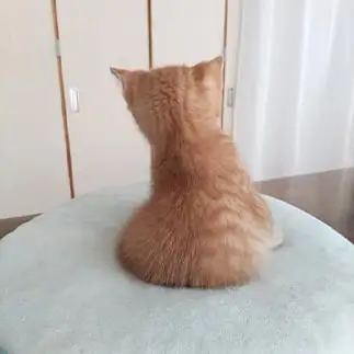 尊すぎるネコ　　５６ｎｙａｎさん