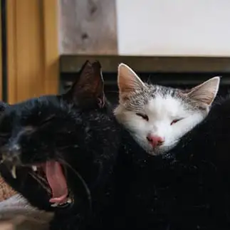 高反発まくらすぎるネコ　　おげんちゃんさん