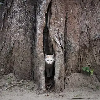 ねっこすぎるネコ　　おげんちゃんさん
