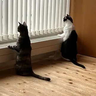 姿勢が良すぎるネコ　　まーこさん