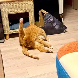 お尻のお手入れちゃんとできてるか監視されすぎるネコ　　ｂａｎｍａｍｉさん