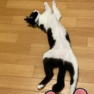 山すぎるネコ　　おおしまちいきねこさん