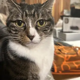 まじめすぎるネコ　　平本文さん