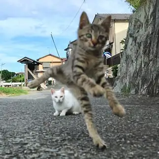 後ろの子がカメラに写るように気を使いすぎるネコ　　土居　一彦さん