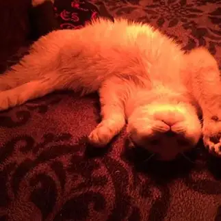 やぁやぁやぁ～！ここだよ～んすぎるネコ　　ぱんだるさん