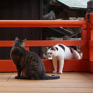 登場の仕方が貞子すぎるネコ　　◯太くんさん