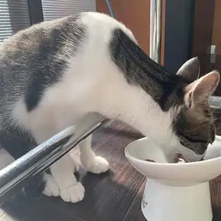 体幹トレーニングを欠かさないストイックすぎるネコ　　かんかさんさん