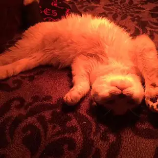 やぁやぁ～～ここにいるよぉ～んすぎるネコ　　ぱんだるさん