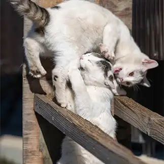 母親を持ち上げすぎるネコ　　けんたけ＊猫写真さん