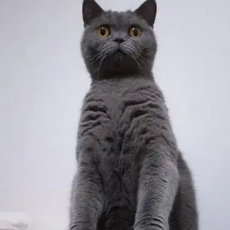 ミーアキャットすぎるネコ　　ｍｕｍｕさん