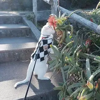 しっぽでバランスとりすぎるネコ あきさん