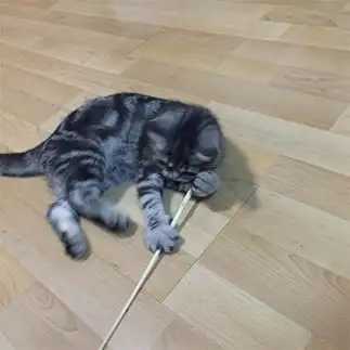 ビリヤードすぎるネコ　　天津甘栗子さん