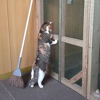 野次馬すぎるネコ　　おおしまちいきねこさん
