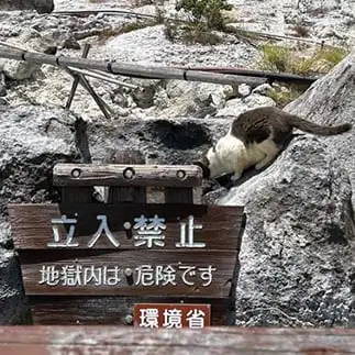 注意勧告ガン無視すぎるネコ　　こぶたさん